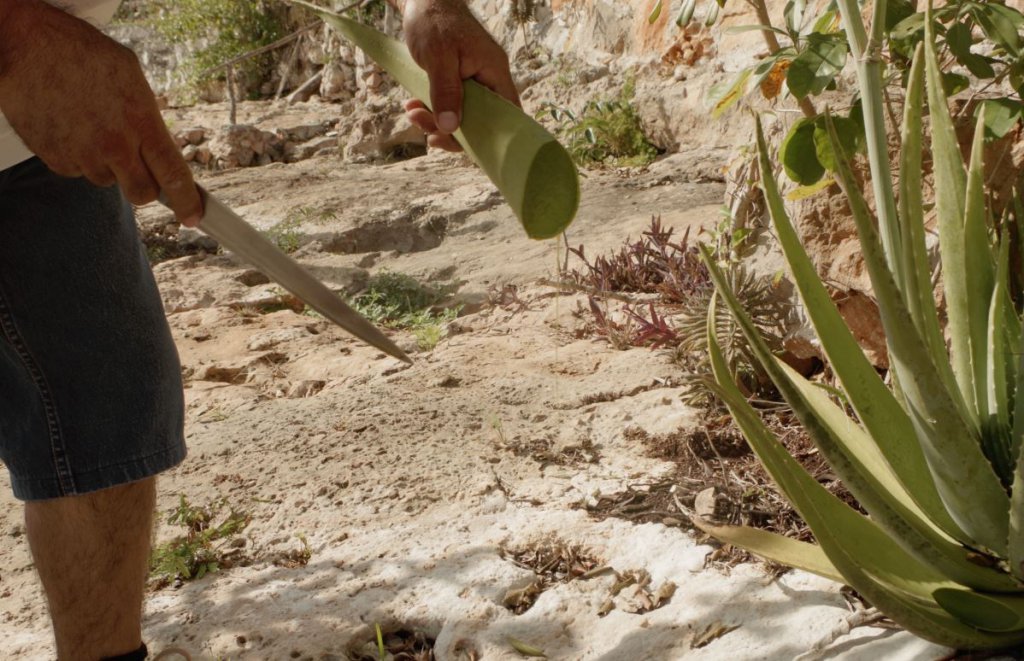 On fait couler la sève de la plante ( toxique )