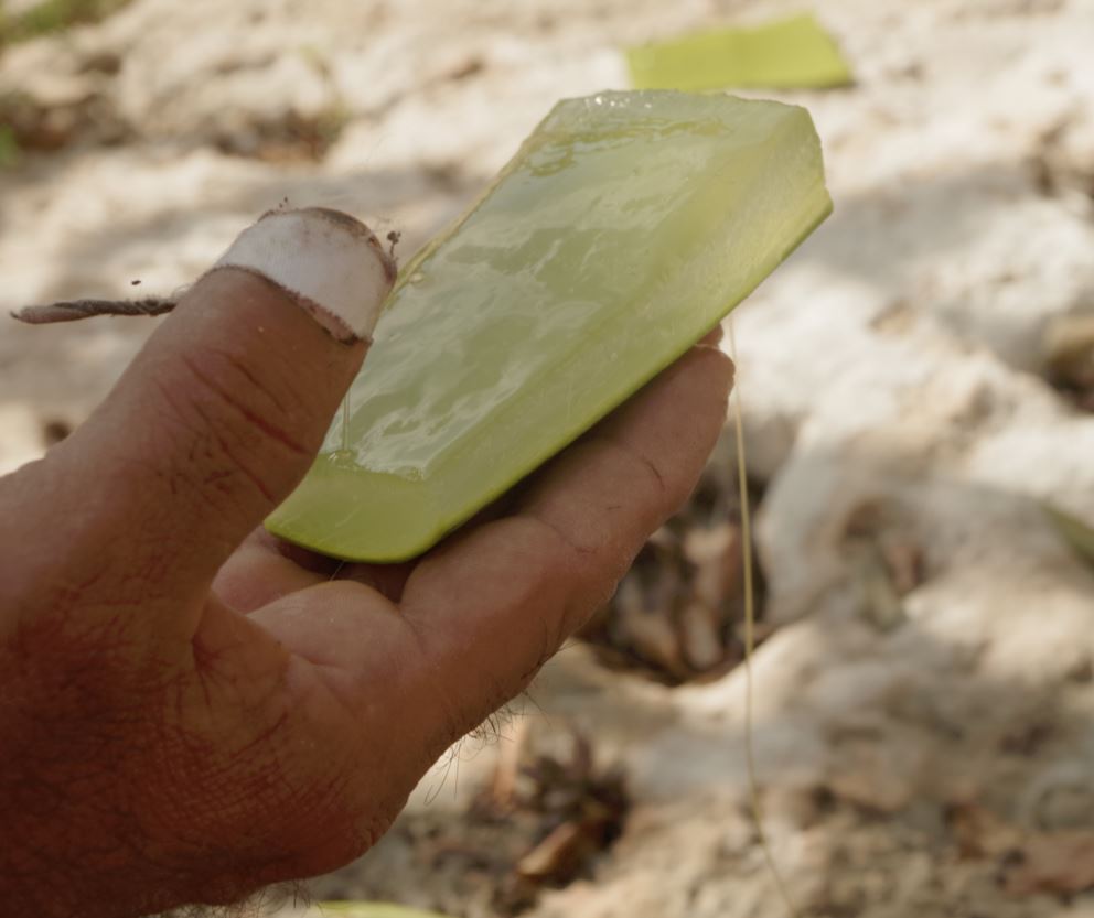 Voici l’intérieur (mucilage) de la feuille
#gelée #feuille #découpe