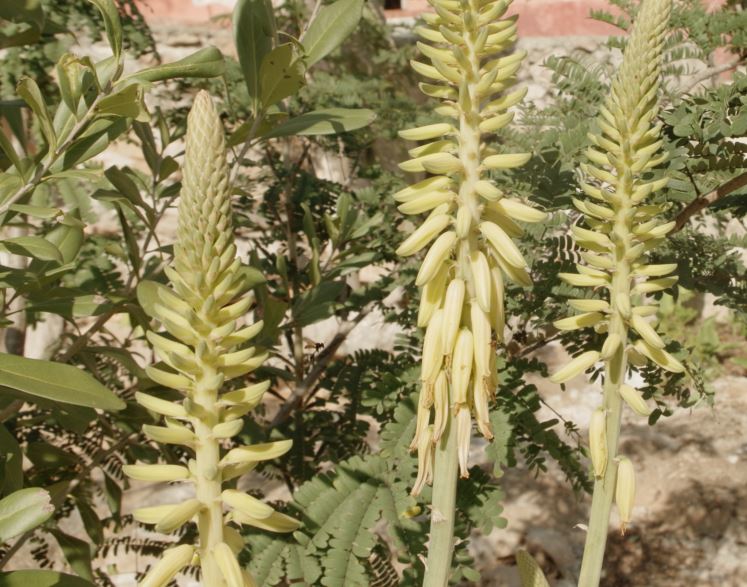 La fleur d'aloe vera
#mexique #aloevera #nature