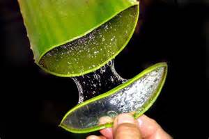 aloevera-feuilles-vertus-