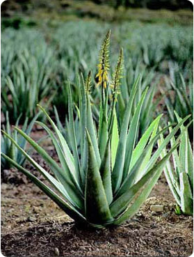 aloevera-feuilles-vertus-