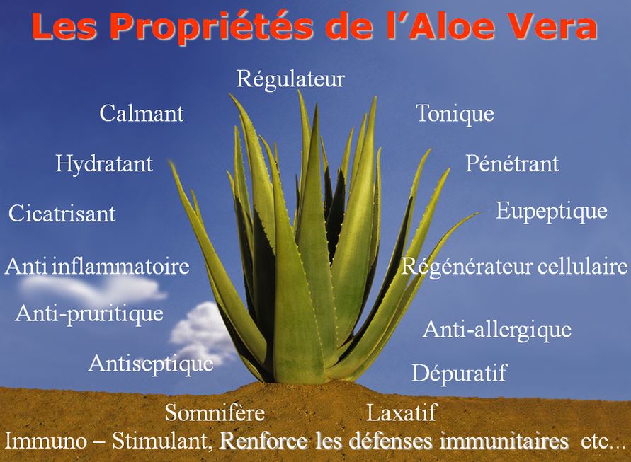 aloevera-feuilles-vertus-